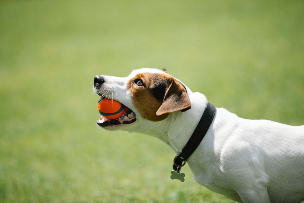 Pet Training Techniques