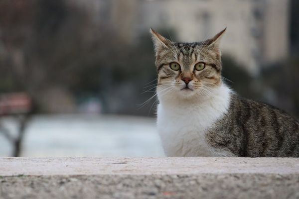 מומחה לתזונה של חתולים