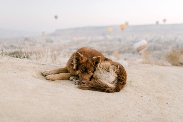  מומחה לכלבים משוטטים: לא תגידו לי מה לעשות